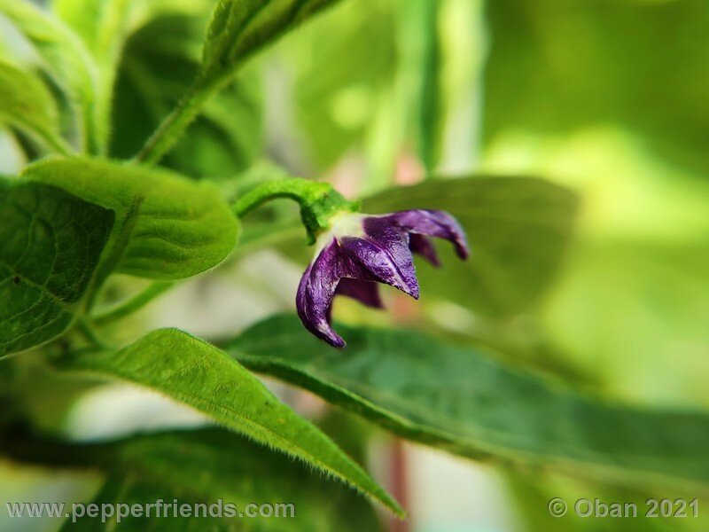 rocoto-marlene_003_2_824048321_Peperoncini2021-2099.jpg