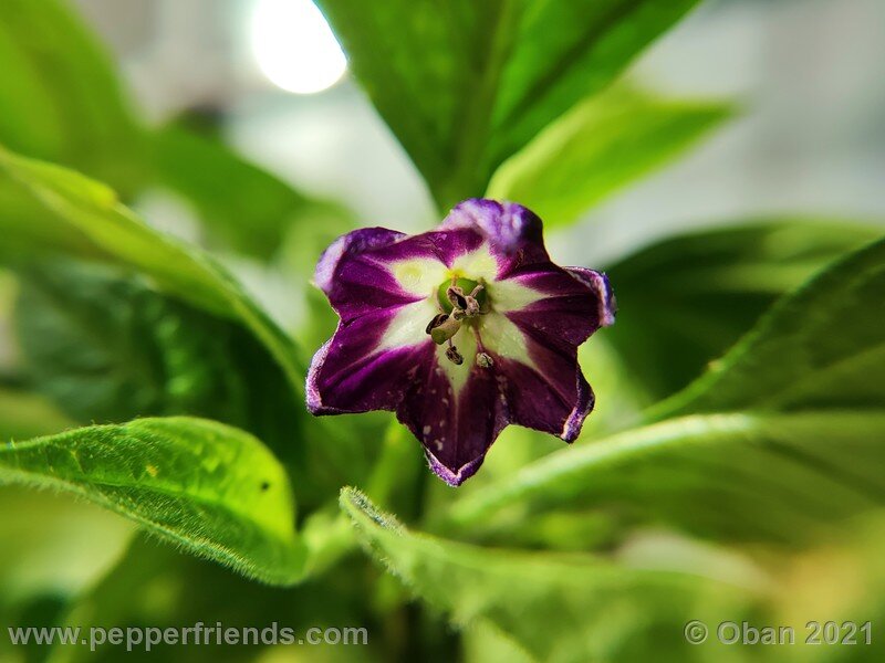 rocoto-marlene_003_3_116277574_Peperoncini2021-2100.jpg