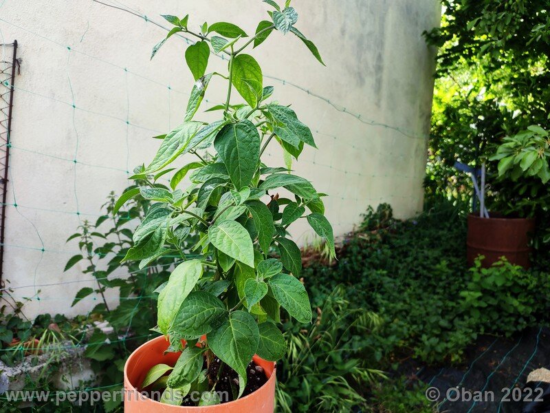 rocoto-marlene_003_6_2139934033_Peperoncini2022-0320.jpg