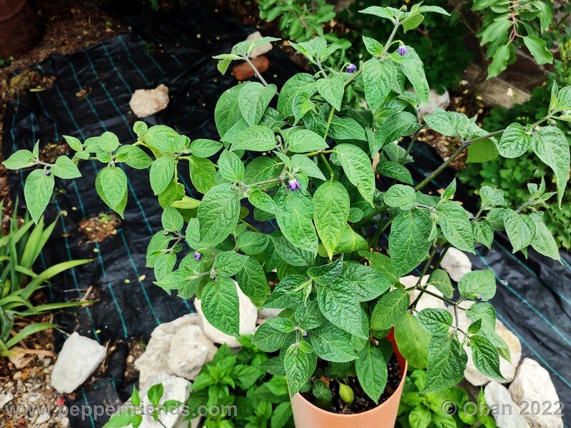 rocoto-marlene_003_7_1841616525_Peperoncini2022-0424.jpg