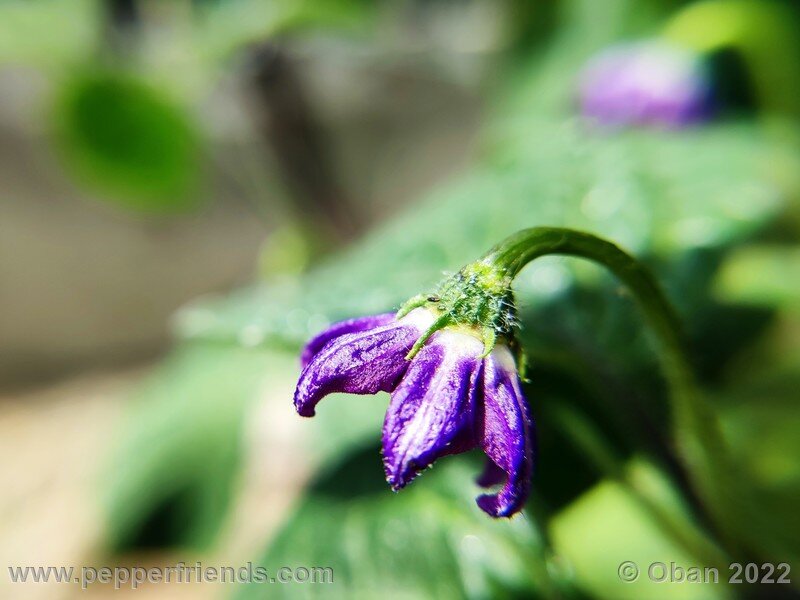 rocoto-marlene_003_8_675823408_Peperoncini2022-0443.jpg