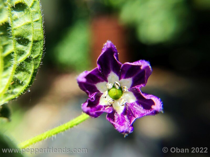 rocoto-marlene_003_9_1398636804_Peperoncini2022-0444.jpg