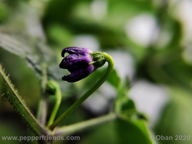 rocoto-mini-olive_002_fiore_01.jpg