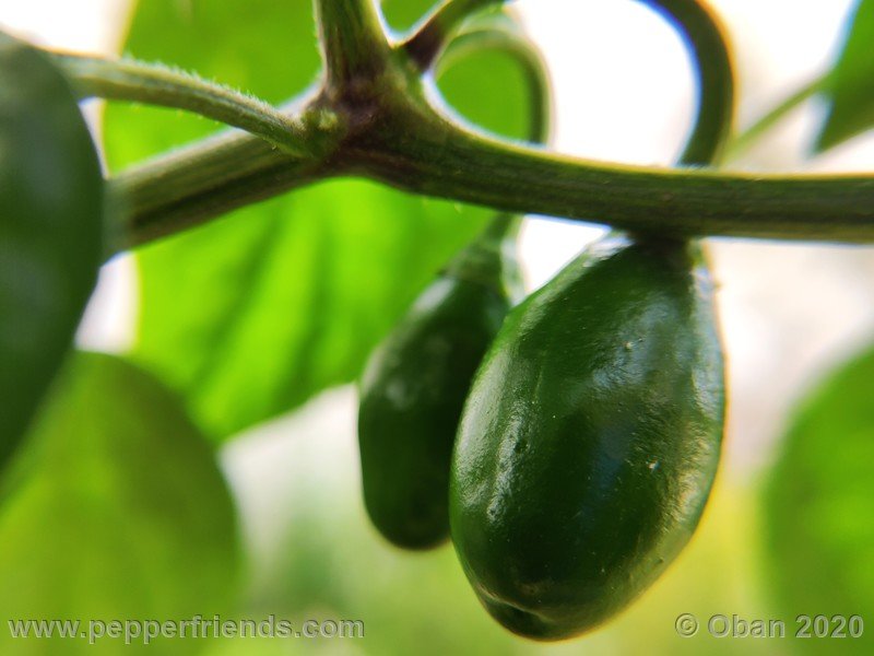 rocoto-mini-olive_002_frutto_12.jpg