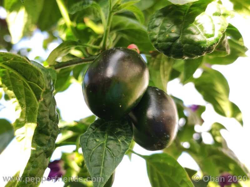 rocoto-mini-olive_002_frutto_14.jpg