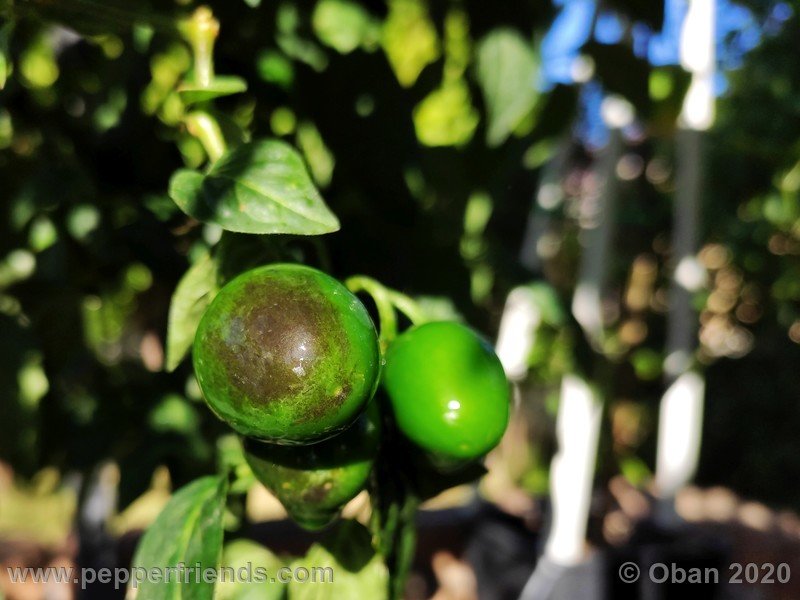 rocoto-mini-olive_002_frutto_19.jpg