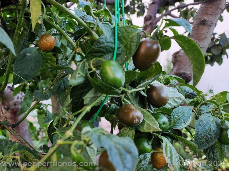 rocoto-mini-olive_002_frutto_30.jpg