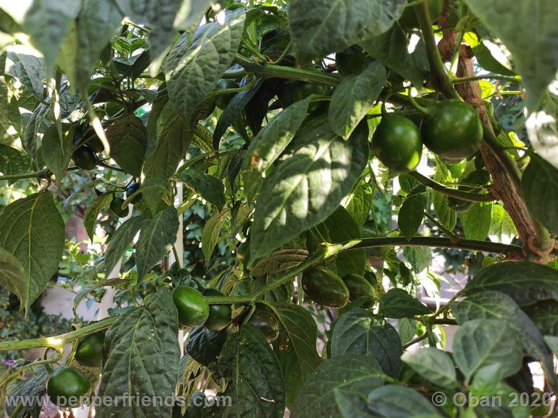 rocoto-mini-olive_002_pianta_14.jpg