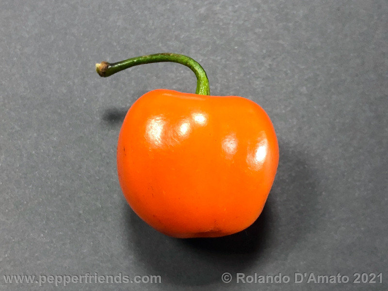 rocoto-orange-ollantaytambo_001_4_4.jpg