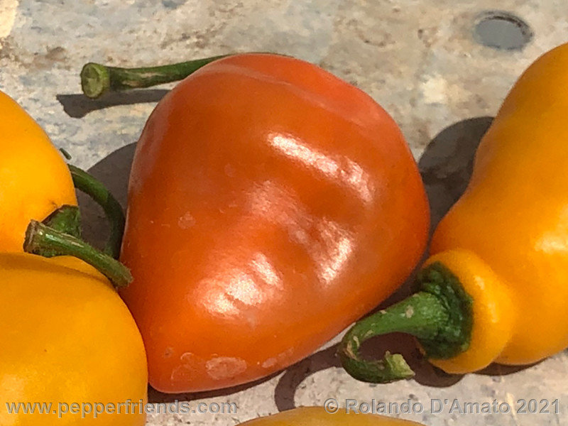 rocoto-orange-ollantaytambo_001_6_6.jpg