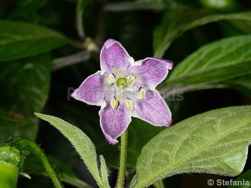 rocoto-otavalo_001_fiore_01.jpg