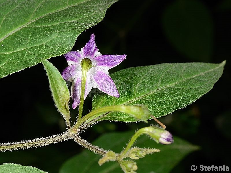 rocoto-otavalo_001_fiore_02.jpg