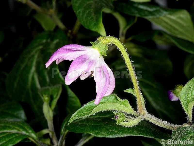 rocoto-otavalo_001_fiore_04.jpg