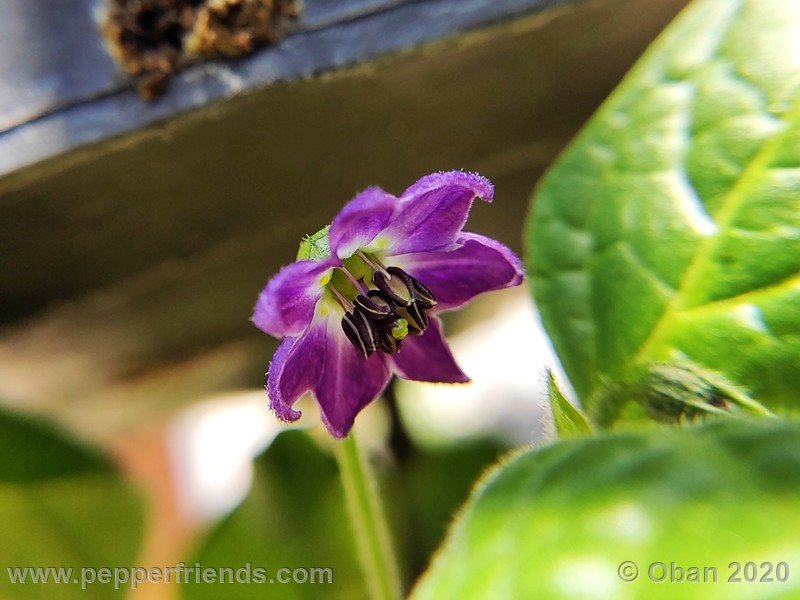 rocoto-peru-8969_001_fiore_01.jpg