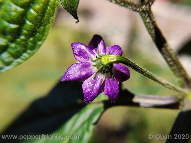 rocoto-peru-8969_001_fiore_02.jpg