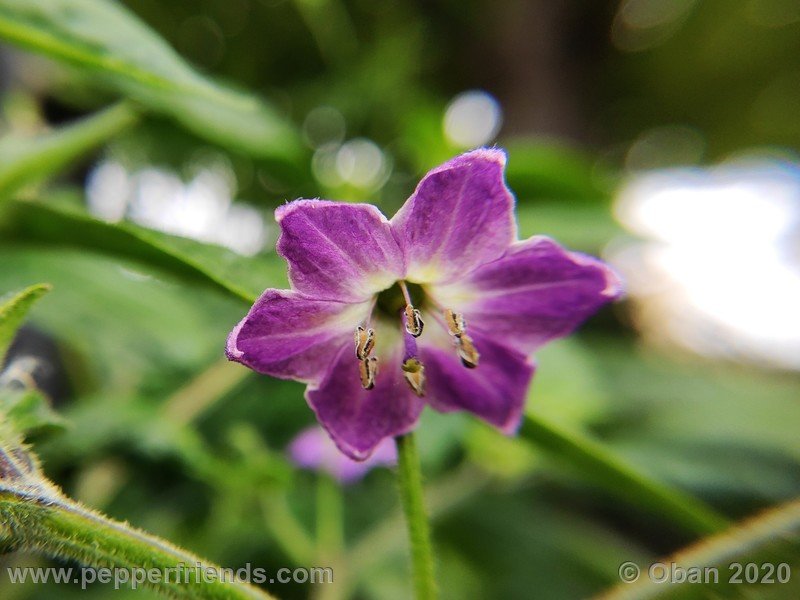 rocoto-peru-8969_001_fiore_03.jpg