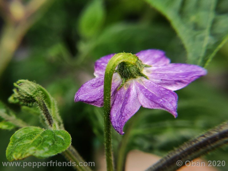 rocoto-peru-8969_001_fiore_04.jpg