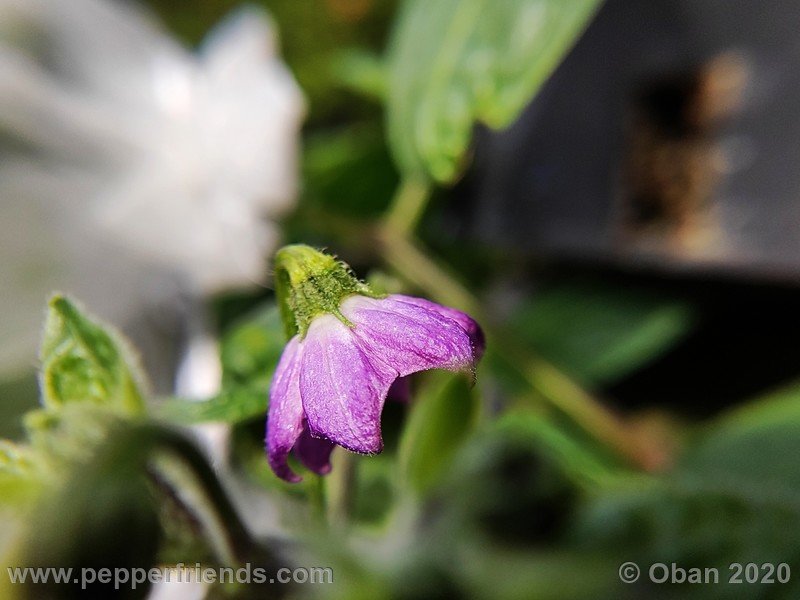 rocoto-peru-8969_001_fiore_05.jpg