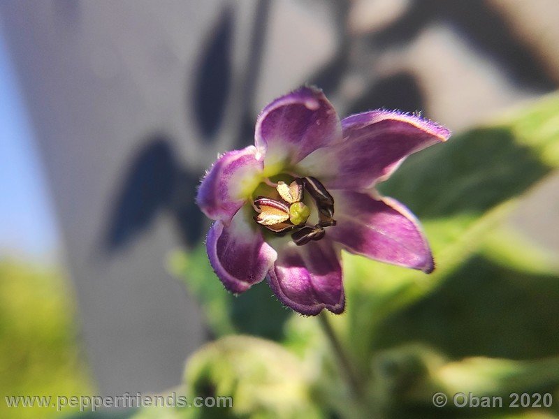 rocoto-peru-8969_001_fiore_06.jpg