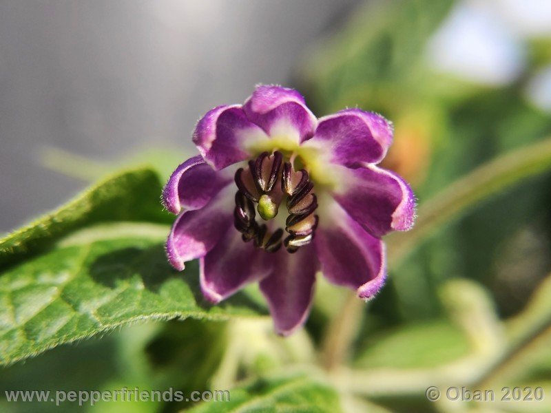 rocoto-peru-8969_001_fiore_07.jpg