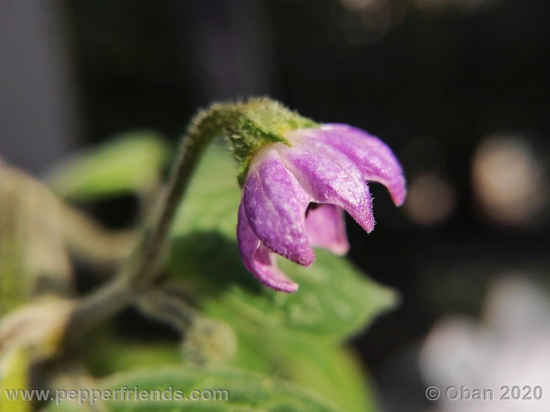 rocoto-peru-8969_001_fiore_08.jpg