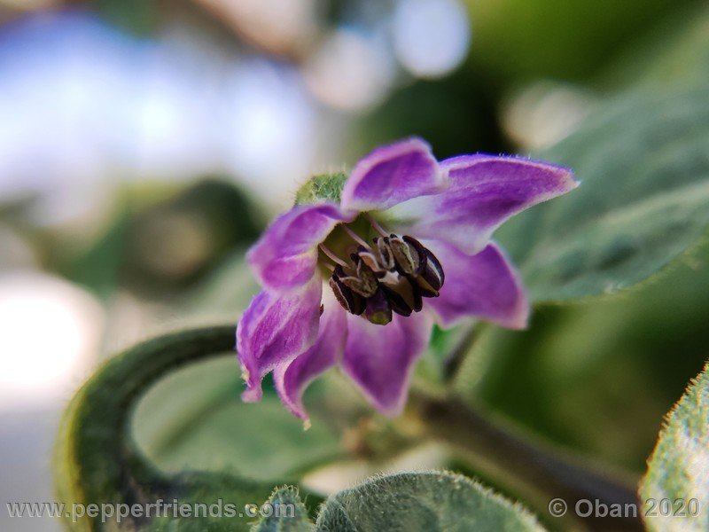 rocoto-peru-8969_001_fiore_09.jpg