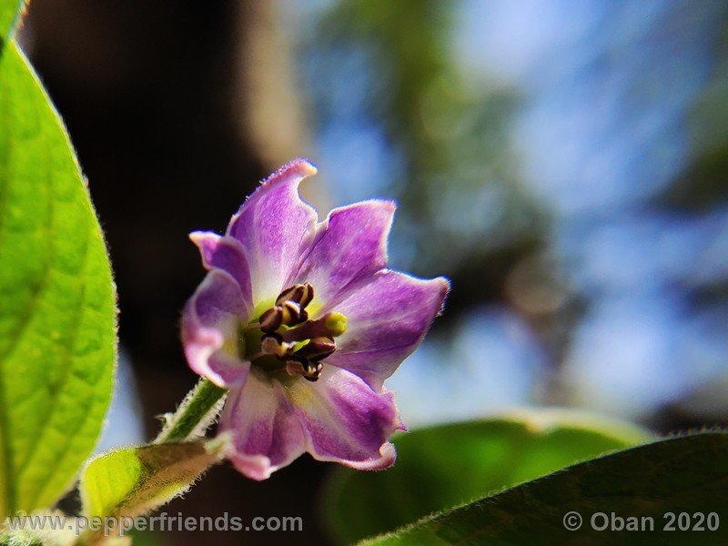 rocoto-peru-8969_001_fiore_10.jpg