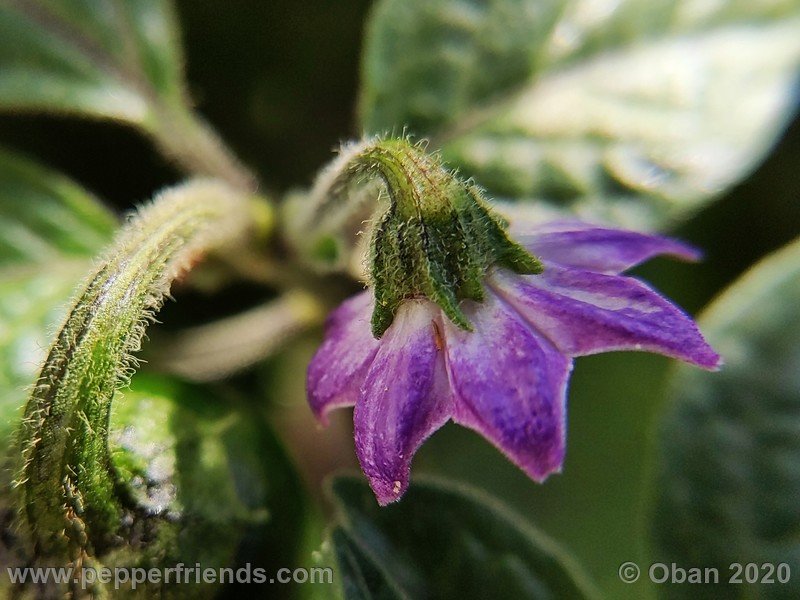 rocoto-peru-8969_001_fiore_11.jpg