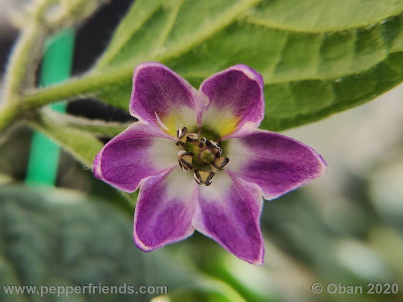 rocoto-peru-8969_001_fiore_12.jpg