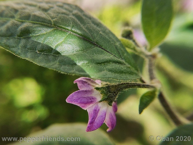 rocoto-peru-8969_001_fiore_13.jpg