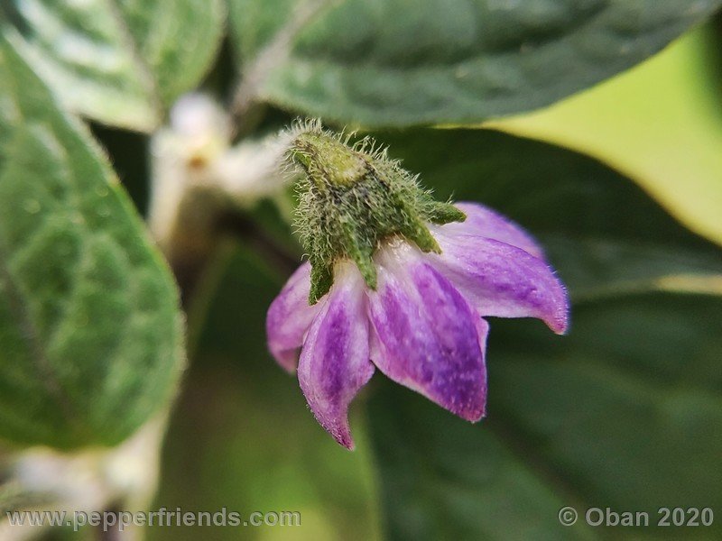 rocoto-peru-8969_001_fiore_14.jpg