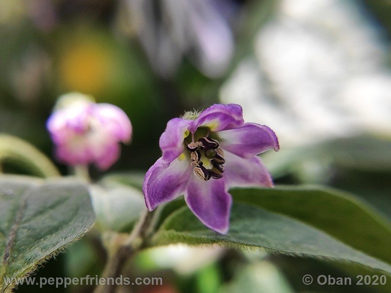 rocoto-peru-8969_001_fiore_15.jpg