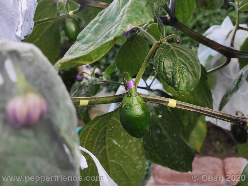 rocoto-peru-8969_001_frutto_02.jpg