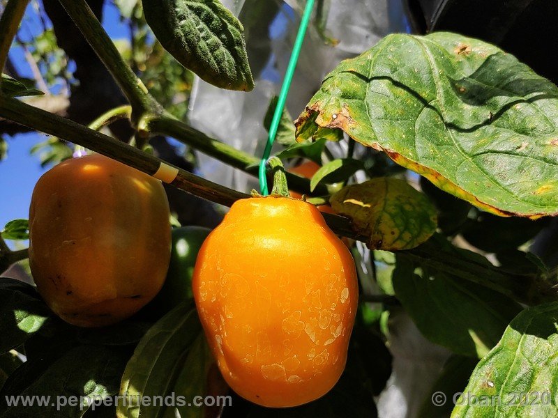 rocoto-peru-8969_001_frutto_08.jpg