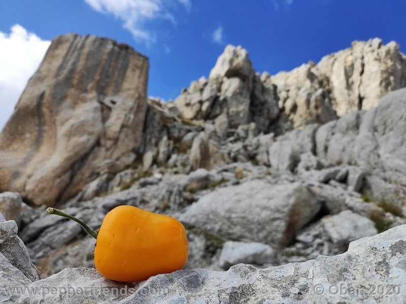 rocoto-peru-8969_001_frutto_17.jpg