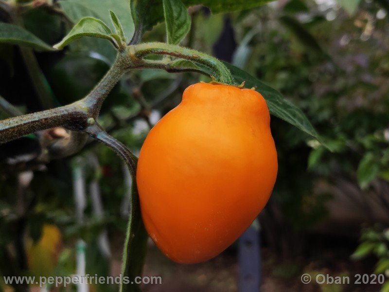 rocoto-peru-8969_001_frutto_20.jpg