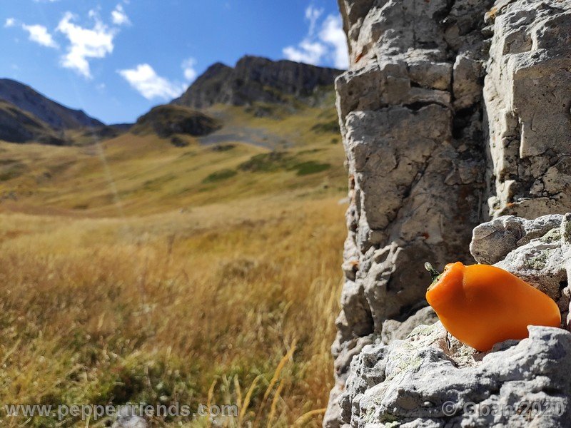 rocoto-peru-8969_001_frutto_21.jpg