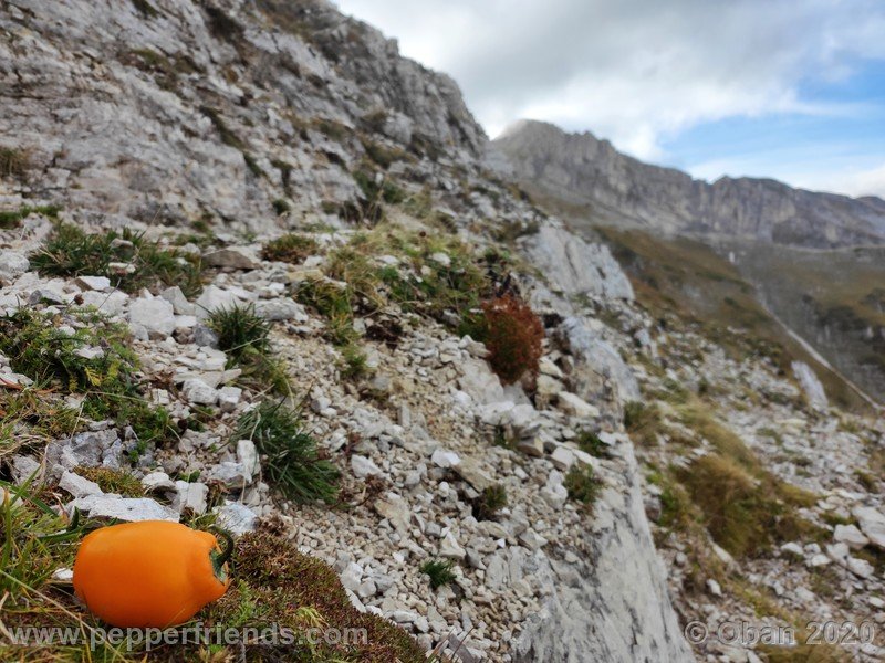 rocoto-peru-8969_001_frutto_22.jpg