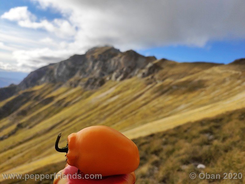 rocoto-peru-8969_001_frutto_23.jpg