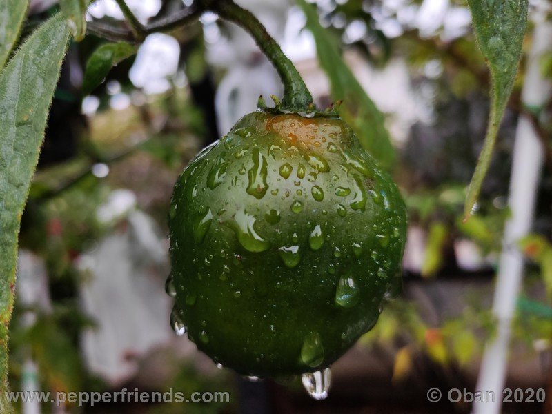 rocoto-peru-8969_001_frutto_24.jpg