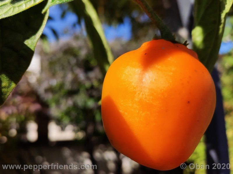 rocoto-peru-8969_001_frutto_25.jpg