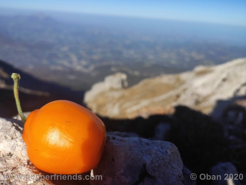 rocoto-peru-8969_001_frutto_26.jpg