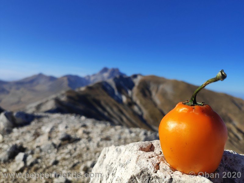 rocoto-peru-8969_001_frutto_27.jpg