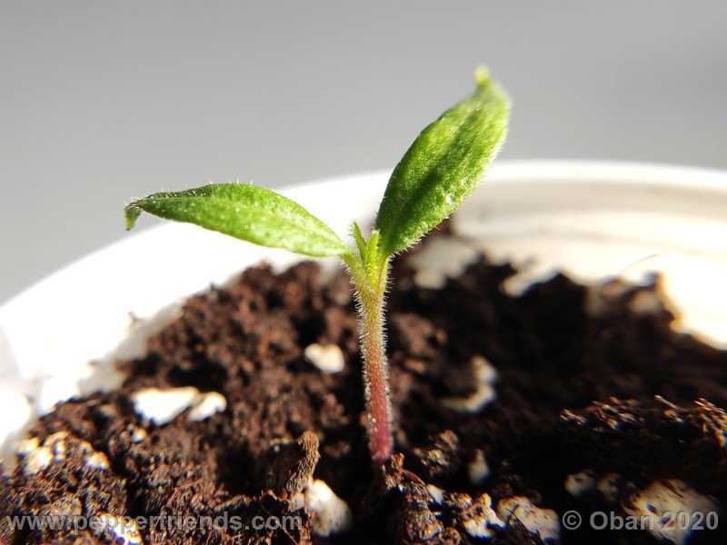 rocoto-peru-8969_001_pianta_01.jpg