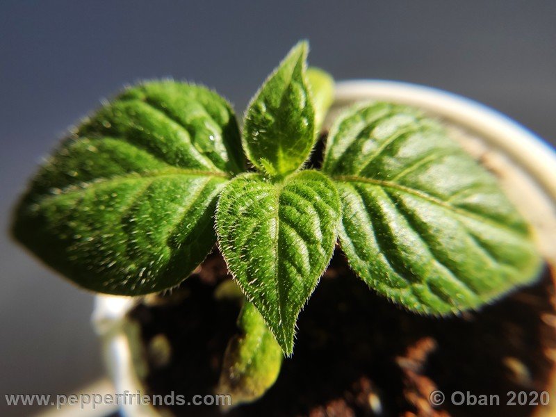 rocoto-peru-8969_001_pianta_02.jpg