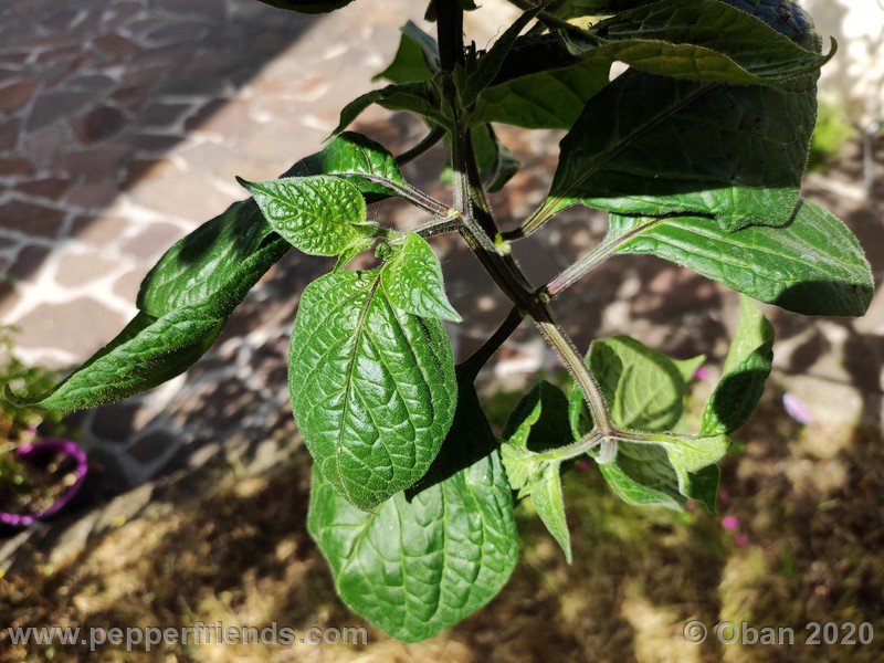 rocoto-peru-8969_001_pianta_09.jpg