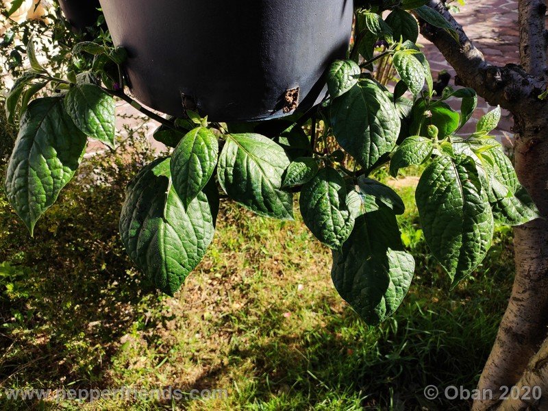 rocoto-peru-8969_001_pianta_10.jpg