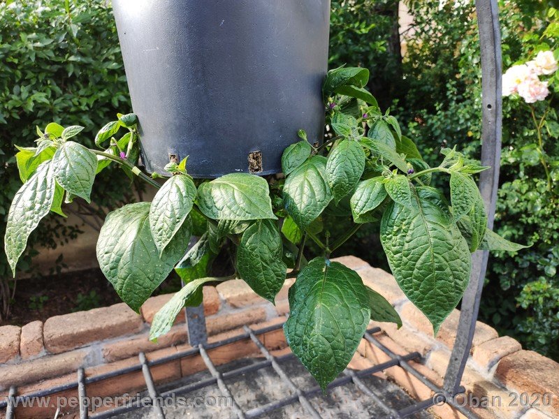 rocoto-peru-8969_001_pianta_11.jpg