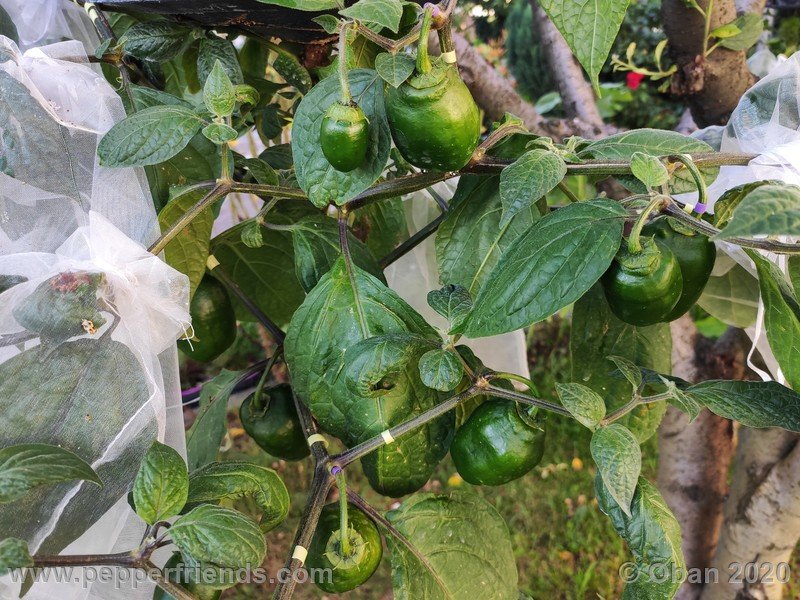 rocoto-peru-8969_001_pianta_14.jpg