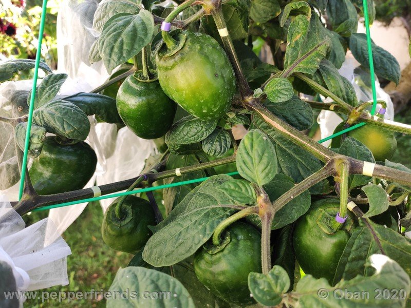 rocoto-peru-8969_001_pianta_15.jpg